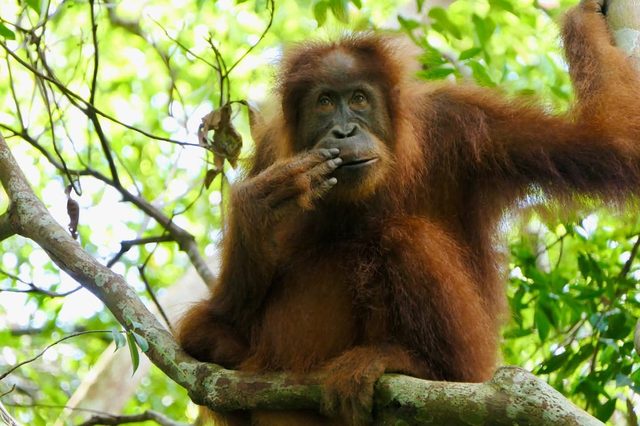 Wildlife along the jungle trail